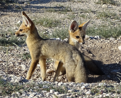 Vulpes chama