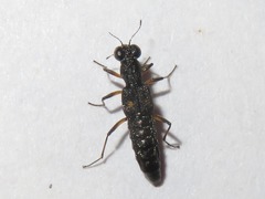 Stenus bimaculatus