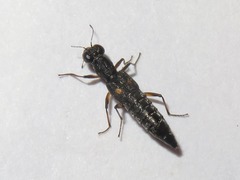 Stenus bimaculatus