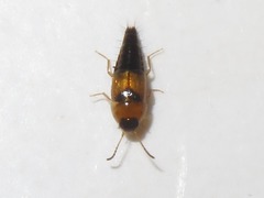 Tachyporus solutus