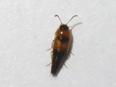 Tachyporus solutus