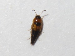Tachyporus solutus