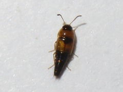 Tachyporus solutus