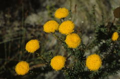 Chrysocoma coma-aurea