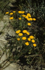 Chrysocoma coma-aurea