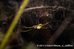 Cyrtophora cylindroides