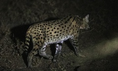 Leptailurus serval constantina