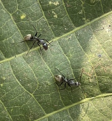 Camponotus sericeus