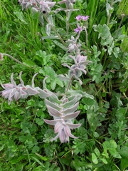 Nonea vesicaria