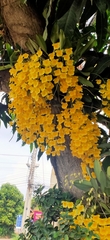 Dendrobium lindleyi