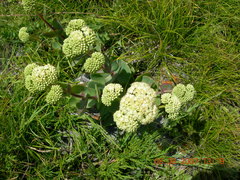 Hylotelephium caucasicum