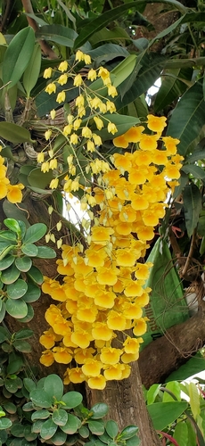 Image of Dendrobium lindleyi by (c) Wutthichayapartith Rasvara Nangkasamarinile, some rights reserved (CC BY)