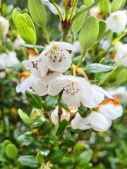 Eucryphia milliganii
