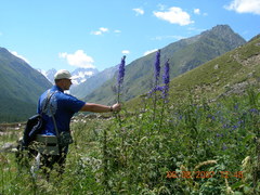 Delphinium flexuosum