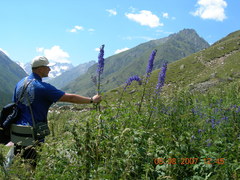 Delphinium flexuosum