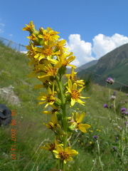 Ligularia subsagittata