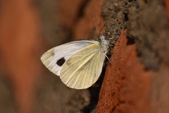 Pieris canidia