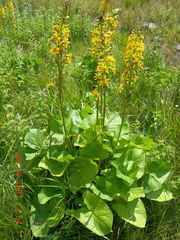 Ligularia subsagittata