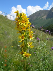 Ligularia subsagittata