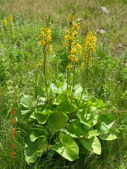 Ligularia subsagittata