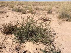 Suaeda nigra