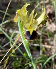 Iris tuberosa