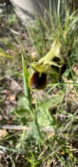 Iris tuberosa