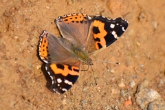 Vanessa indica