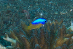 Pomacentrus auriventris