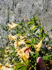 Diplacus grandiflorus