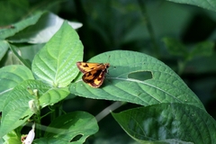 Taractrocera archias