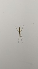 Styringomyia