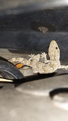 Hemidactylus flaviviridis