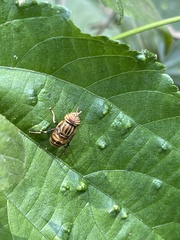 Eristalodes
