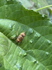 Eristalodes