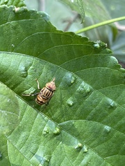 Eristalodes