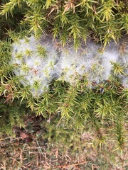 Tetranychus lintearius