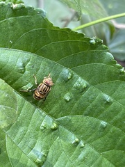 Eristalodes