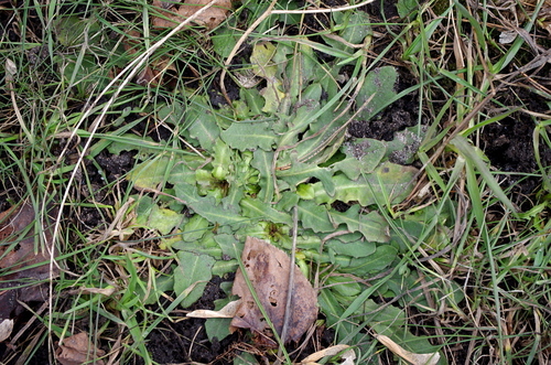 Hairy cat's-ear (Hypochoeris radicata)
