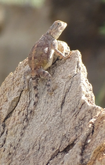 Agama anchietae