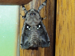 Lepidoptera