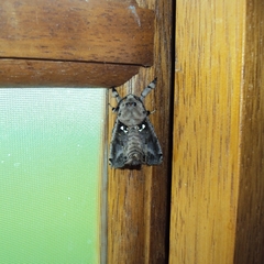 Lepidoptera