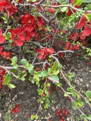 Chaenomeles