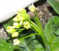 Draba nemorosa