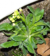 Draba nemorosa