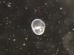 Noctiluca scintillans