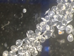 Noctiluca scintillans