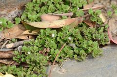 Veronica polita lilacina