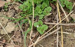 Veronica polita lilacina