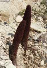 Cynomorium coccineum